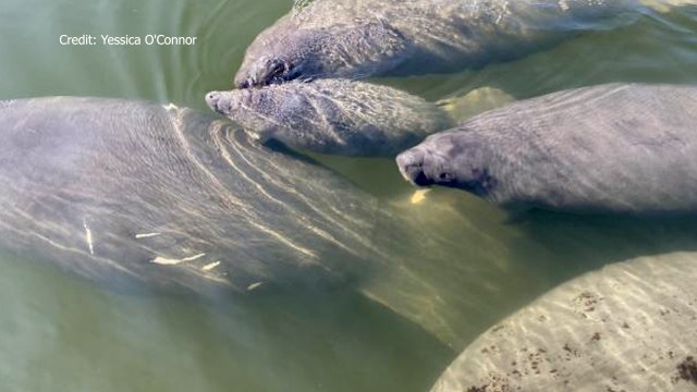 CarmichaelLab's tweet card. DAUPHIN ISLAND, Ala. (WKRG) — We’re getting into the time of year when more manatees can be seen around the northern Gulf of Mexico. Members of the Dauphin Island Sea Lab are making it easier…