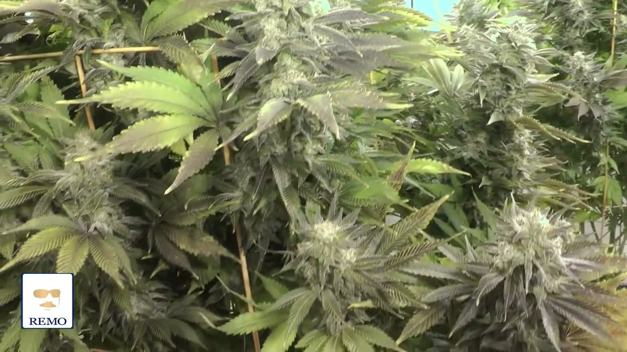 Str88Jacket's tweet card. Big Buds As Seen On Vice!