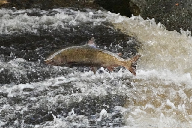 goldenstsalmon's tweet card. Trump administration and California’s governor are pursuing policies threatening the survival of the once-mighty species