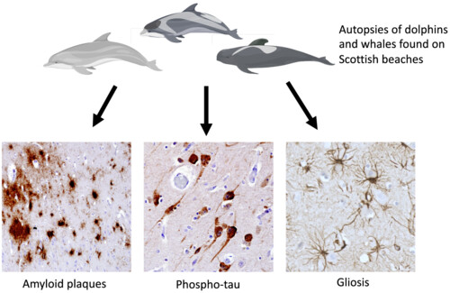_JakeVogel_'s tweet card. Vacher et al used immunohistochemistry to look for Alzheimer's-like pathology in the brains of aged long-finned pilot whales, white-beaked dolphins, Risso's dolphins, harbour porpoises and a bottle...