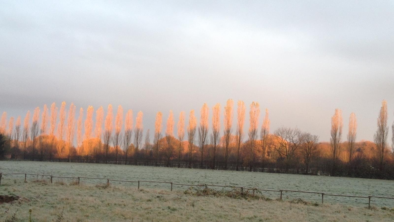 vocoder0002's tweet card. Lasst dem Wiesenhof die Wiese