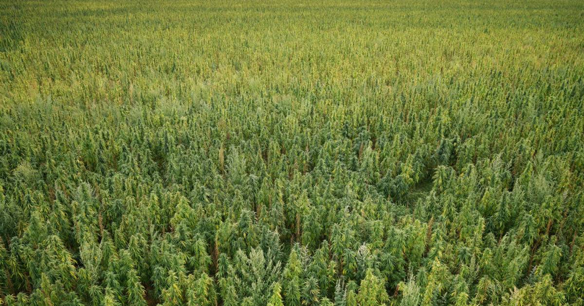 DronesForGood1's tweet card. Plant monitoring, data collection, and security—here's how cannabis farmers use drones
