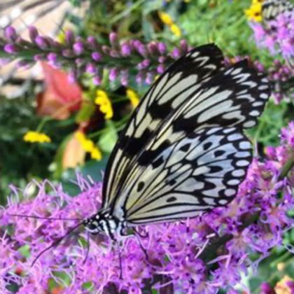 Tweet card summary image