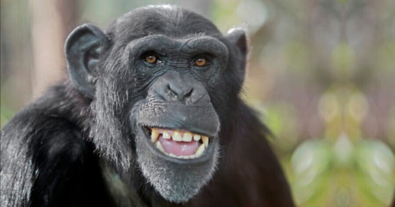 OculusRank's tweet card. VRchat界隈を賑わせた愉快なnote、悪口本舗。個人的には罵倒のボキャブラリーは嫌いではない。 しかし、紐解いていくと私は、後述の「突撃マニュアル」に近しい、不可思議な嫌悪感に襲われた。 正直、私はVRchatを一度だってプレイしたことがない。どうでもいいとすら思っているが、故に語ることがある。 まず第一として、双方のnote、どちらも根底にあるは怒りではなく見下しというところだ。...