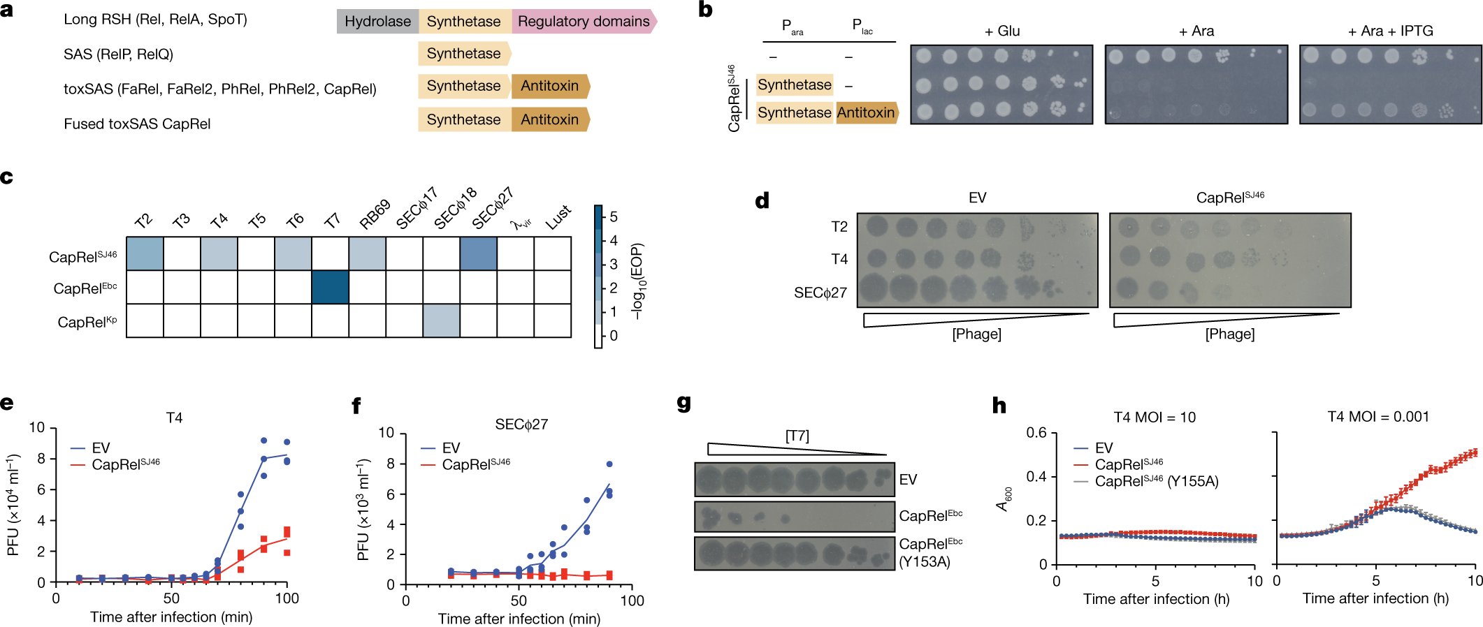 michael_laub8's tweet card. Nature - Genetic, biochemical and structural studies provide insights into the function of Escherichia coli CapRelSJ46 as a fused anti-phage toxin–antitoxin system that binds SECΦ27 Gp57...