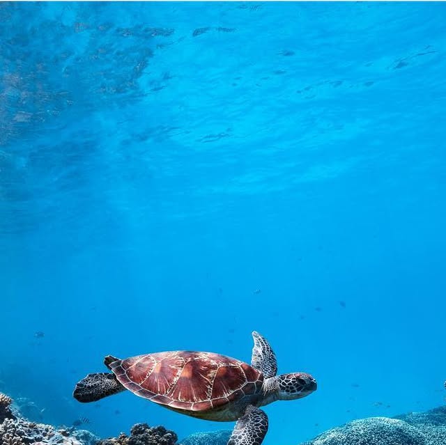 LadyMusgraveExp's tweet card. Lady Musgrave Experience (@ladymusgrave_experience) • Instagram photo