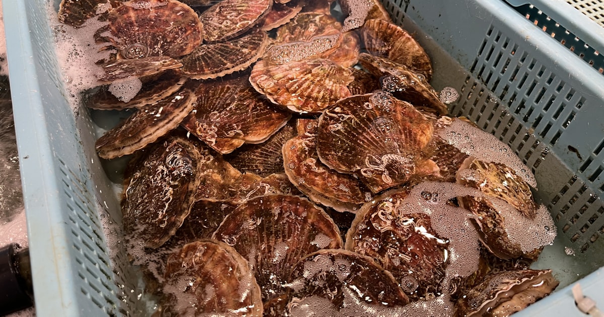 nikkei's tweet card. 中国政府が日本産水産物の輸入を停止すると日本に伝達していたことが19日、わかった。農林水産省幹部によると