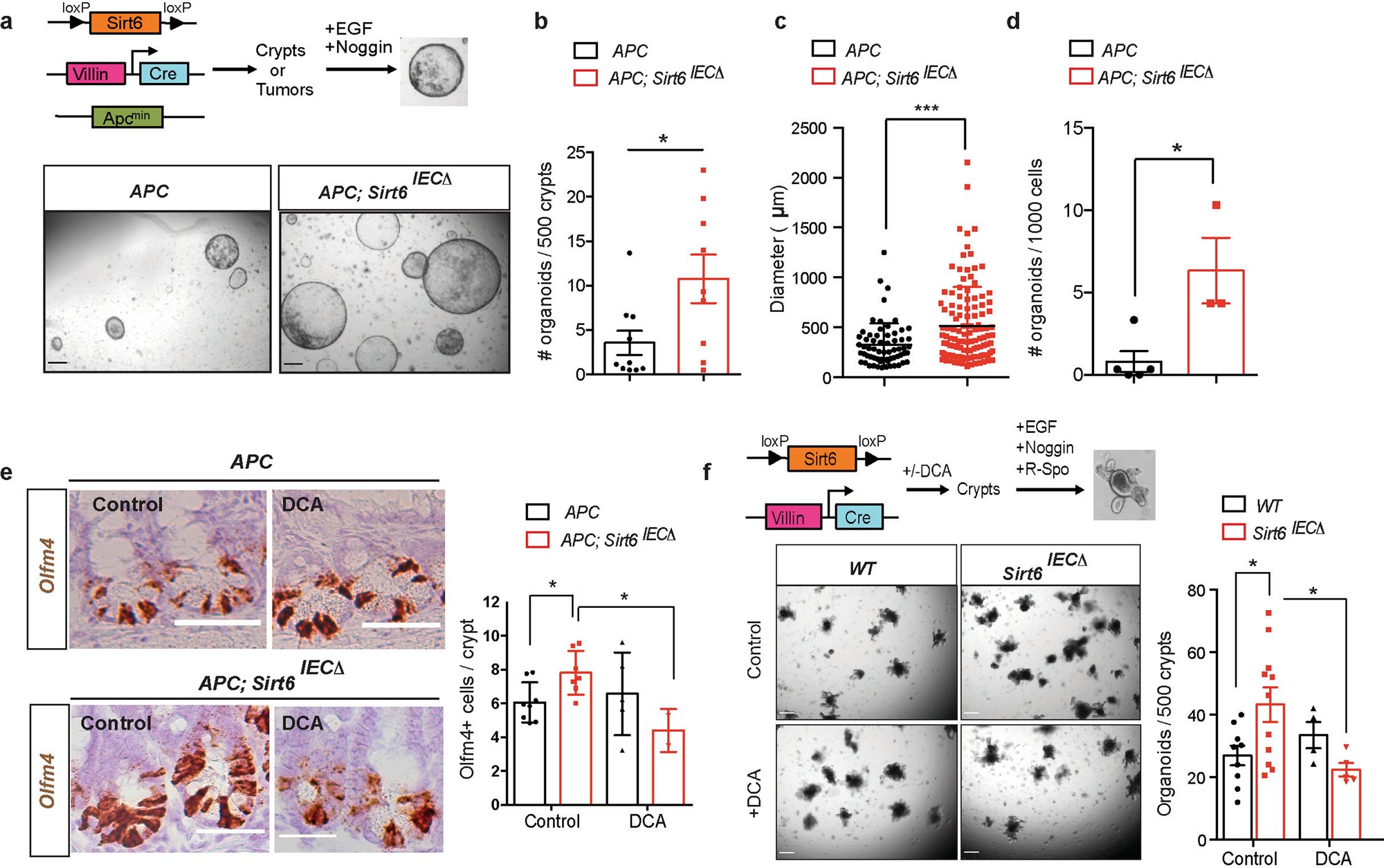 MostoslavskyLab's tweet card. Nature Communications - Metabolic reprogramming upon SIRT6 loss induces tumour formation in the intestine but the mechanism is unclear. Here, the authors show that loss of SIRT6 leads to the...