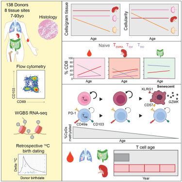 DonnaFarber3's tweet card. Human memory T cells persist in tissues as circulating and tissue-resident populations. Lam et al. reveal asynchronous aging of T cells across sites and subsets. Splenic memory T cells are longer-l...