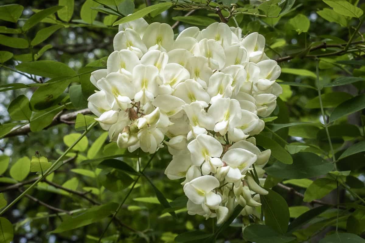 AlanBergo's tweet card. Arguably the most delicious flower of all time, black locust flowers are invasive and delicious. But, before you toss them in a salad you should know that the best way to cook them is ................
