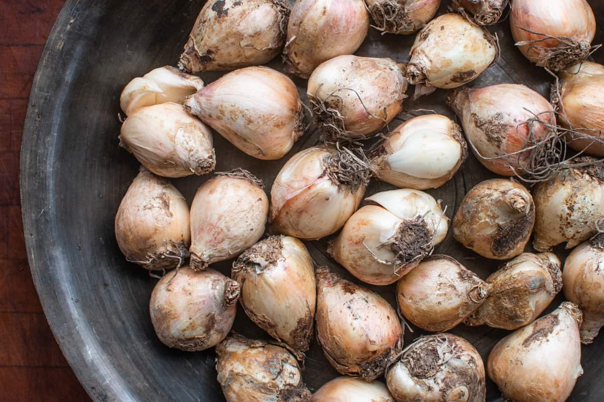 AlanBergo's tweet card. Lampascioni, the edible bulbs of a few different types of hyacinths, are a traditional delicacy of Southern Italy. They take some work to prepare, and must be......