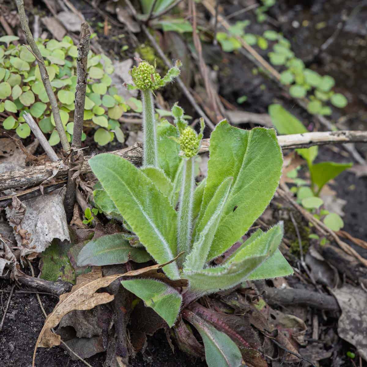 AlanBergo's tweet card. Swamp saxifrage shoots are a little-known, delicious wild edible. The stalks are crisp and refreshing, and delicious in salads.
