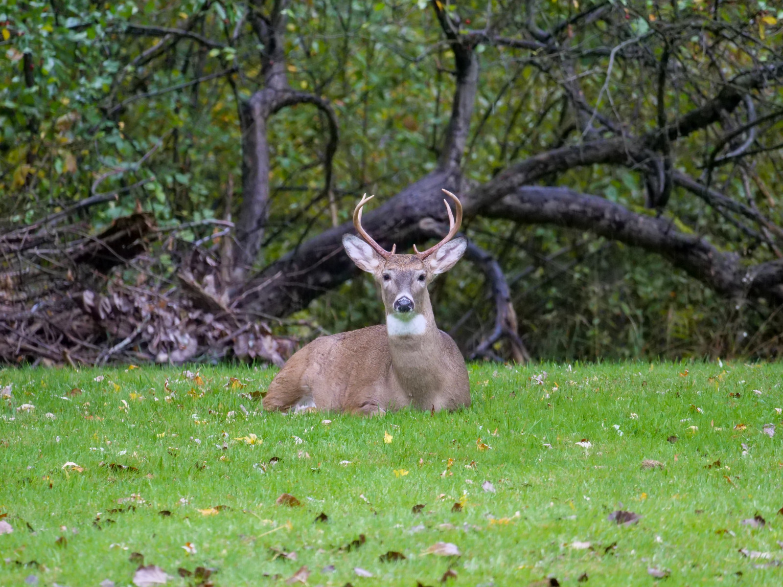 OSUCatOSU's tweet card. White-tailed deer across Ohio have been infected with the virus that causes COVID-19, new research has found – and the results also show that viral variants evolve about three times faster in deer...