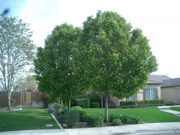 BakersfieldKern's tweet card. Tree service Bakersfield (661) 748-3332 I specialize in tree trimming, skin and trim queen palms, tree removal, and stump grinding.