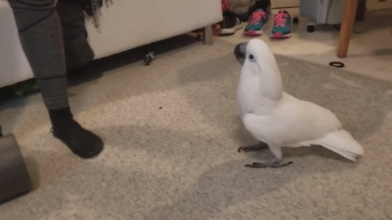 ChatlaMode1's tweet card. Funny Cockatoo Compilation - feat. Chief The Cockatoo