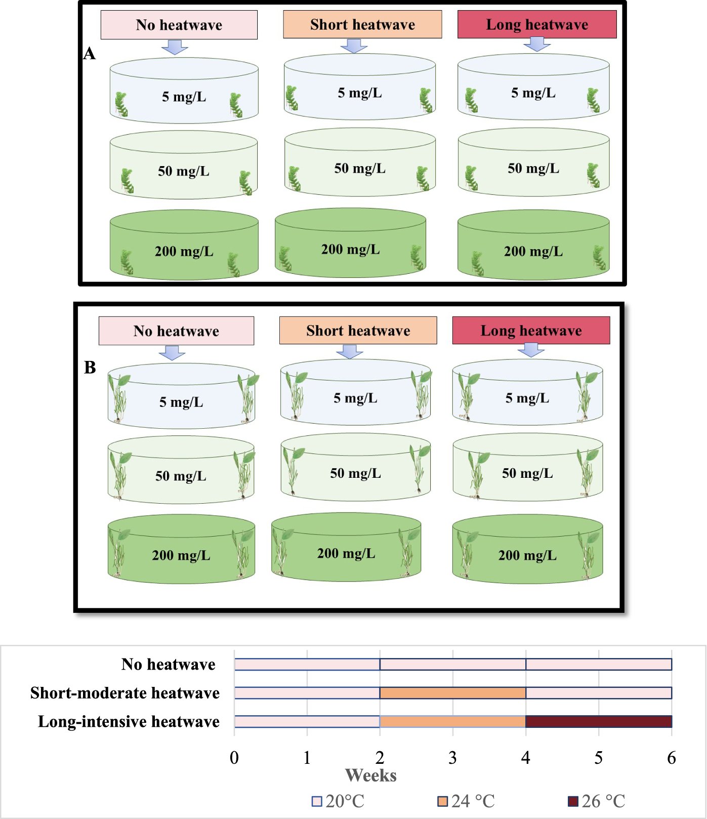 HYDR_Springer's tweet card. Hydrobiologia - Eutrophication from anthropogenic pollution such as nitrogen is a global concern, further intensified by climate change-induced heatwaves. While the individual effects of nitrate...