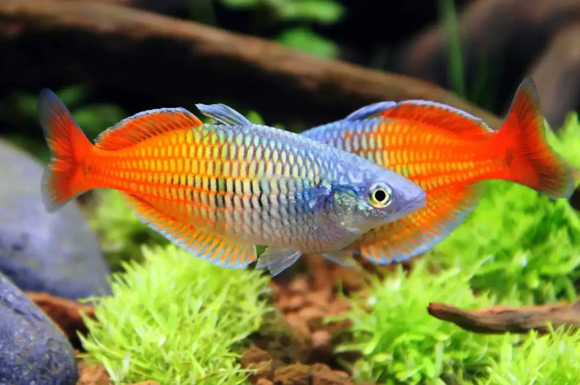 AquAnswers's tweet card. Boeseman's Rainbowfish are among the most cherished species in the realm of freshwater aquariums, celebrated for their vibrant colors and gentle nature. In