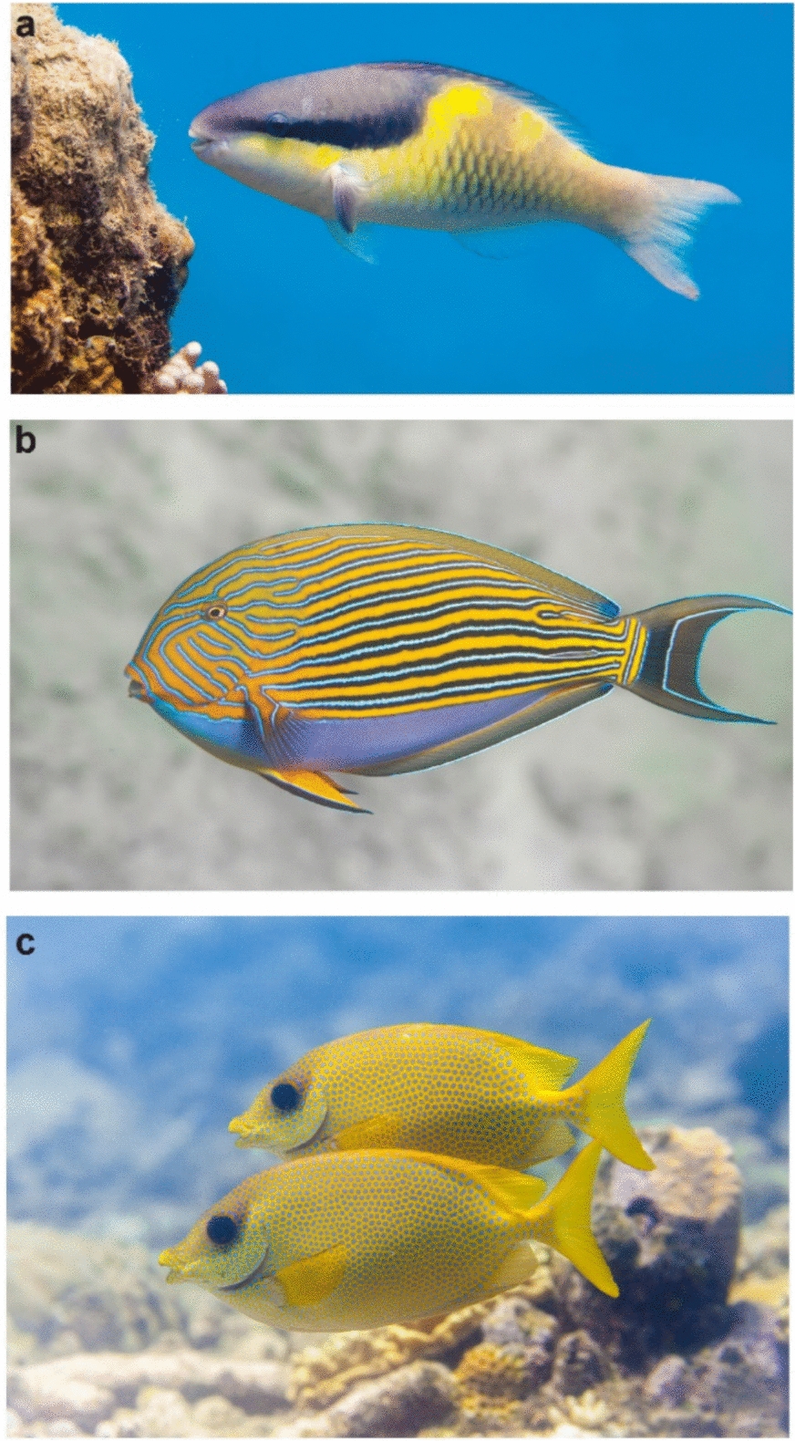 FishBaseProject's tweet card. Reviews in Fish Biology and Fisheries - Ensuring food security in the Anthropocene presents a significant socio-ecological challenge, especially in rapidly changing coastal seascapes that sustain...