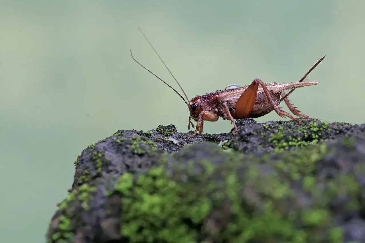 ModFarm's tweet card. If you don't want to eat them, any chickens, ducks, turkeys, or pigs in your life will.