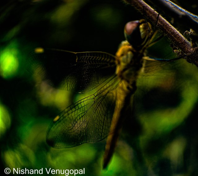 nvgpal79's tweet card. Delicate Dragonfly Wings Finding wonder in small things, From a spiders’ web to the dragonfly wings, Learning how amazing they are, Like these delicate dragonfly wings took those insects so f…