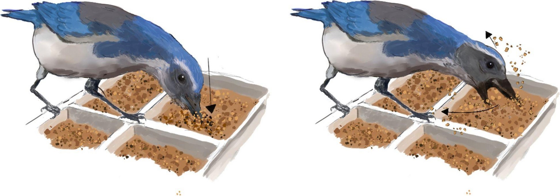 laurenguillette's tweet card. Learning & Behavior - Professor Nicola Clayton is perhaps best known for her work on food-caching scrub jays. Her seminal 1998 paper, together with Anthony Dickinson, showed that scrub jays...