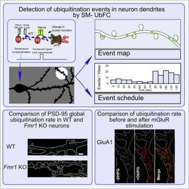 ShorterLab's tweet card. Ifrim et al. use single-molecule imaging of reconstituted split-Venus fluorescent protein to visualize protein specific de novo ubiquitination events in live cells, with the ability to observe global...