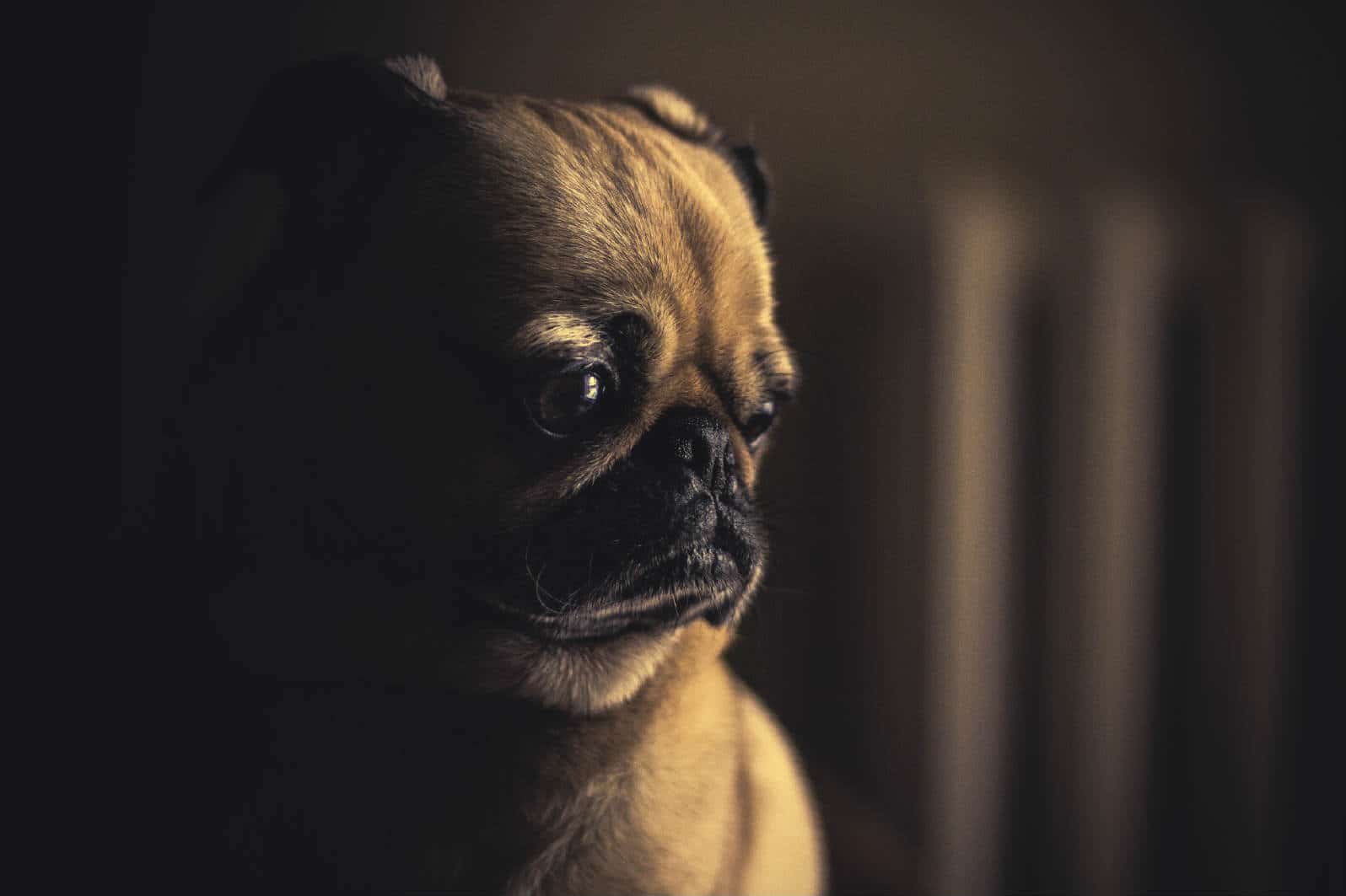 Amplio_Tech's tweet card. Building a loyal blog community takes time, but the rewards - both personal and financial - can be worth it. How are you building your blog community?