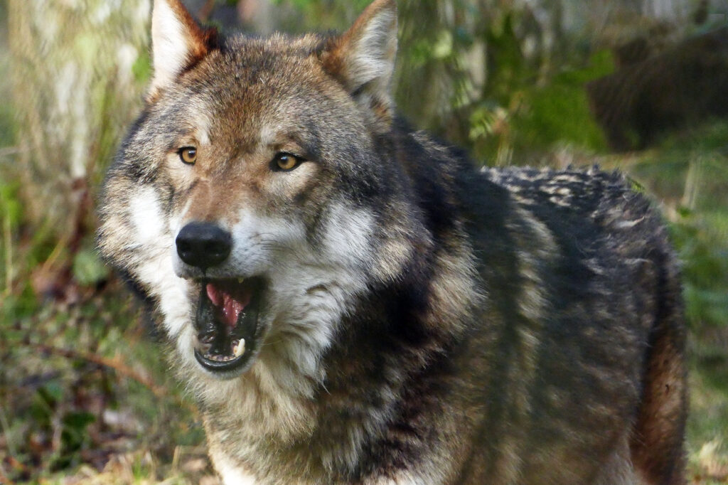 wolfsschutz's tweet card. Sie schießen sich auf ein Lebewesen ein, das sich alleine nicht wehren kann: Den Wolf. Er soll an fast allem Schuld sein, was Bauern und Jäger stört. Mit ins Jagdhorn blasen EU-Chefin von der Leyen…