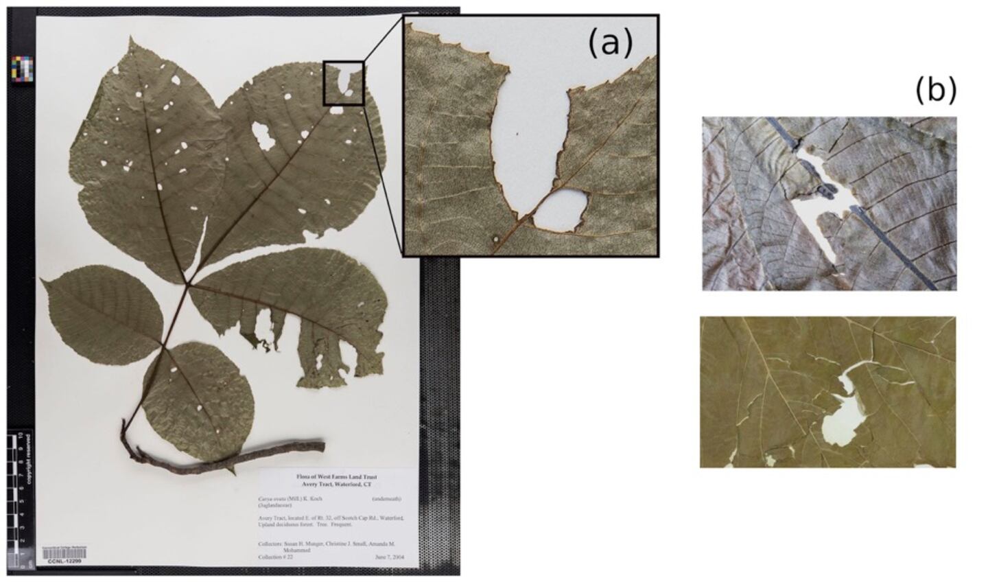 GHHowell's tweet card. The new research took the innovative approach of examining more than a century’s worth of pressed plant specimens at the university to look for insect damage.