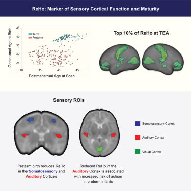 SrikanthDamera8's tweet card. Biological sciences; Neuroscience; Neuroanatomy; Cognitive neuroscience