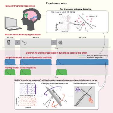 ShellixSmart's tweet card. How is ongoing visual experience represented neurally? Vishne et al. decode images lasting different durations from intracranial electrophysiology, uncovering distinct representation dynamics across...