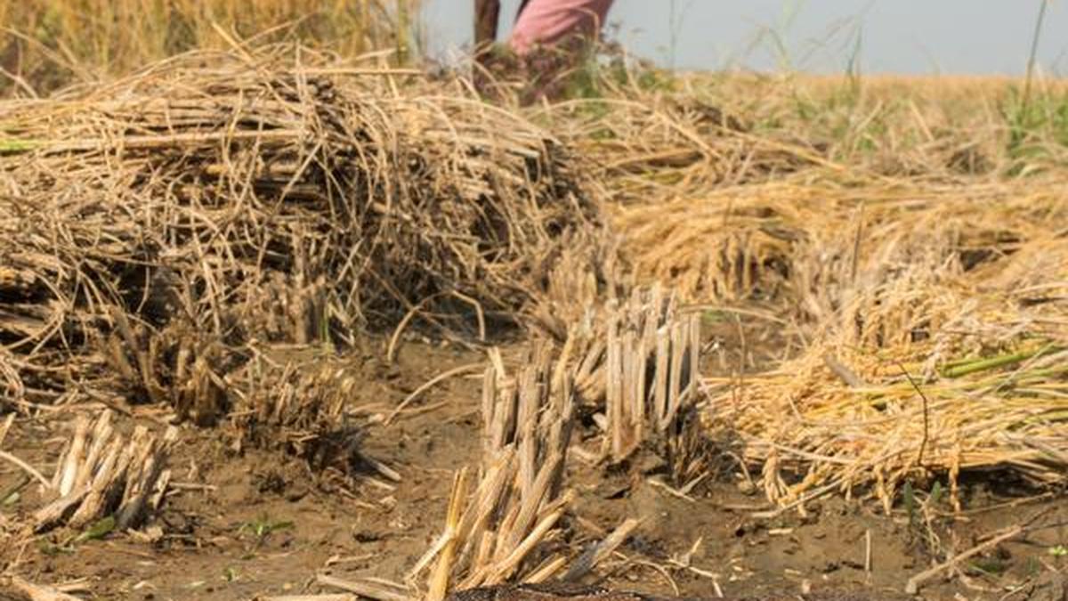 the_hindu's tweet card. 70% of them are from eight States, says study, and they mainly occurred in rural areas