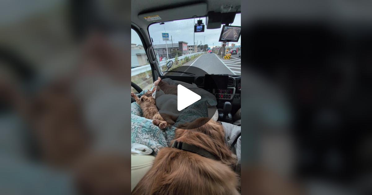 monkakio's tweet card. 「いいね」が15.5K件、コメントが318件。「意外に同じ方向で寝ることは珍しい😽😸😻」