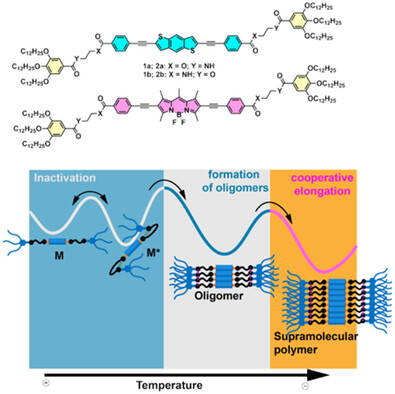 ChemistryEur's tweet card. The kinetically controlled supramolecular homo- and heteropolymerization of BDTs (1a and 1b) and BODIPYs (2a and 2b), endowed with amido-ester flexible ethylene linkers, that prompt the formation of...