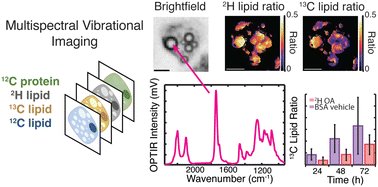 ChemCommun's tweet card. Lipogenesis is a vital but often dysregulated metabolic pathway. Here we use optical photothermal infrared imaging to quantify lipogenesis rates of isotopically labelled oleic acid and glucose...