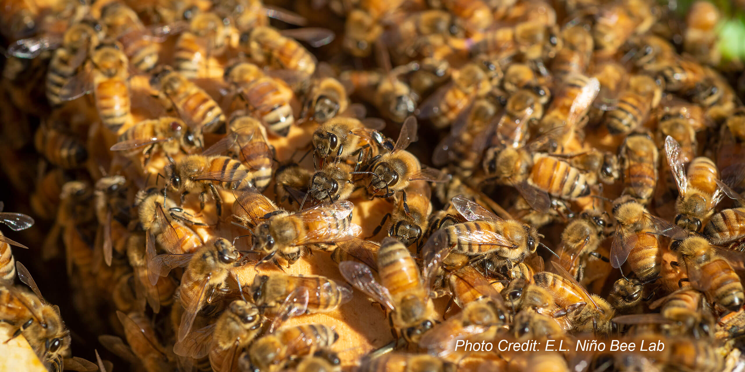 OSUHoneyBeeLab's tweet card. To improve the health of honey bees, and to help provide training in apiculture for veterinarians, the E.L. Niňo Bee Lab at UC Davis in partnership with the Western Institute for Food Safety and...