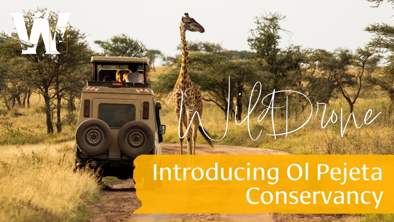 3DOMFBK's tweet card. WildDrone's First Kenya Trip: Introducing Ol Pejeta Conservancy