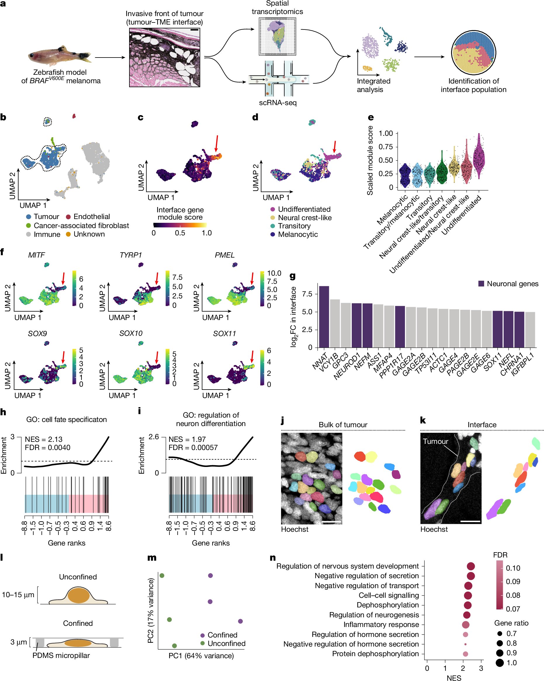 SoriaFN's tweet card. Nature - Mechanical confinement of cancer cells at the tumour–microenvironment interface induces phenotype switching through chromatin remodelling by HMGB2, leading to a more invasive and...