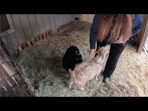 BreezyWillowFrm's tweet card. Sting the Buck LOVES his Boss Momma! Goat of the Month!