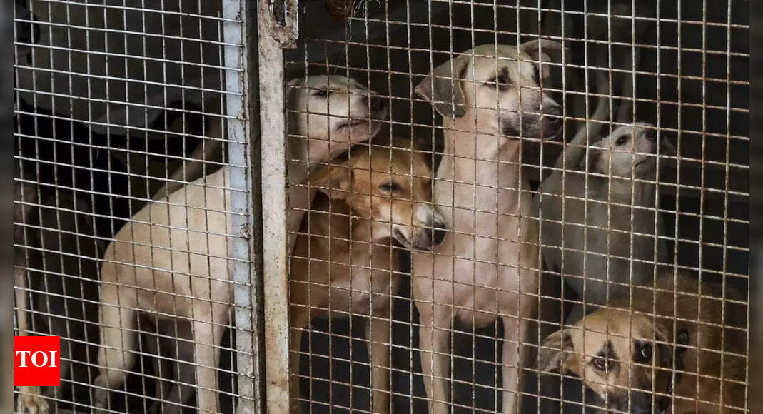 PriyaDutt_INC's tweet card. India News: Delhi Police detained animal rights activists protesting at India Gate against the Supreme Court's order to relocate all stray dogs in Delhi-NCR to sh