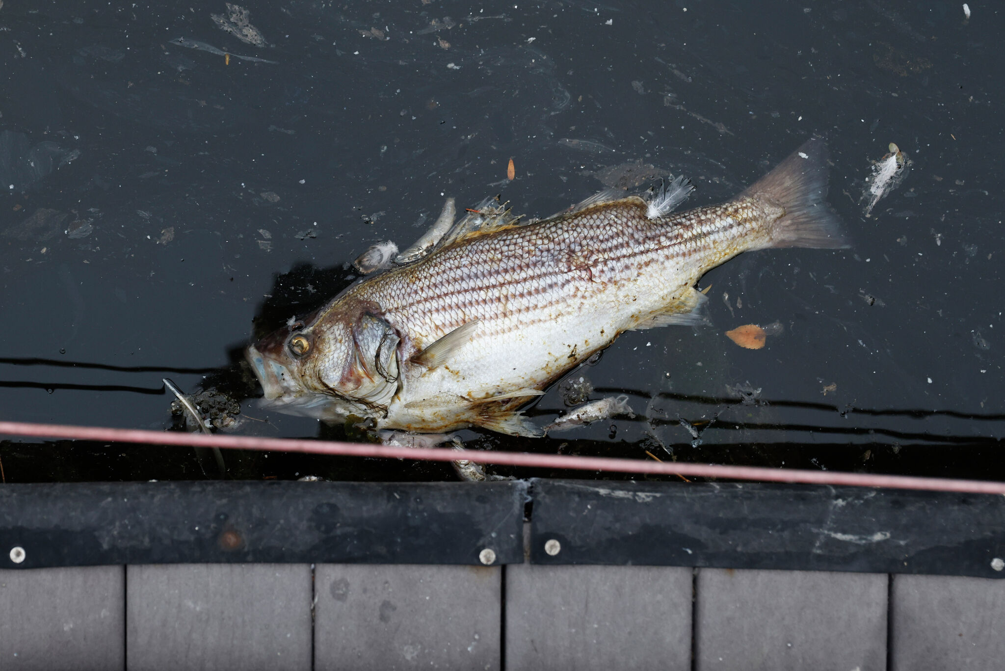 HetchHetchy's tweet card. Instead of spending billions to treat wastewater and release it into the ocean, the Bay...