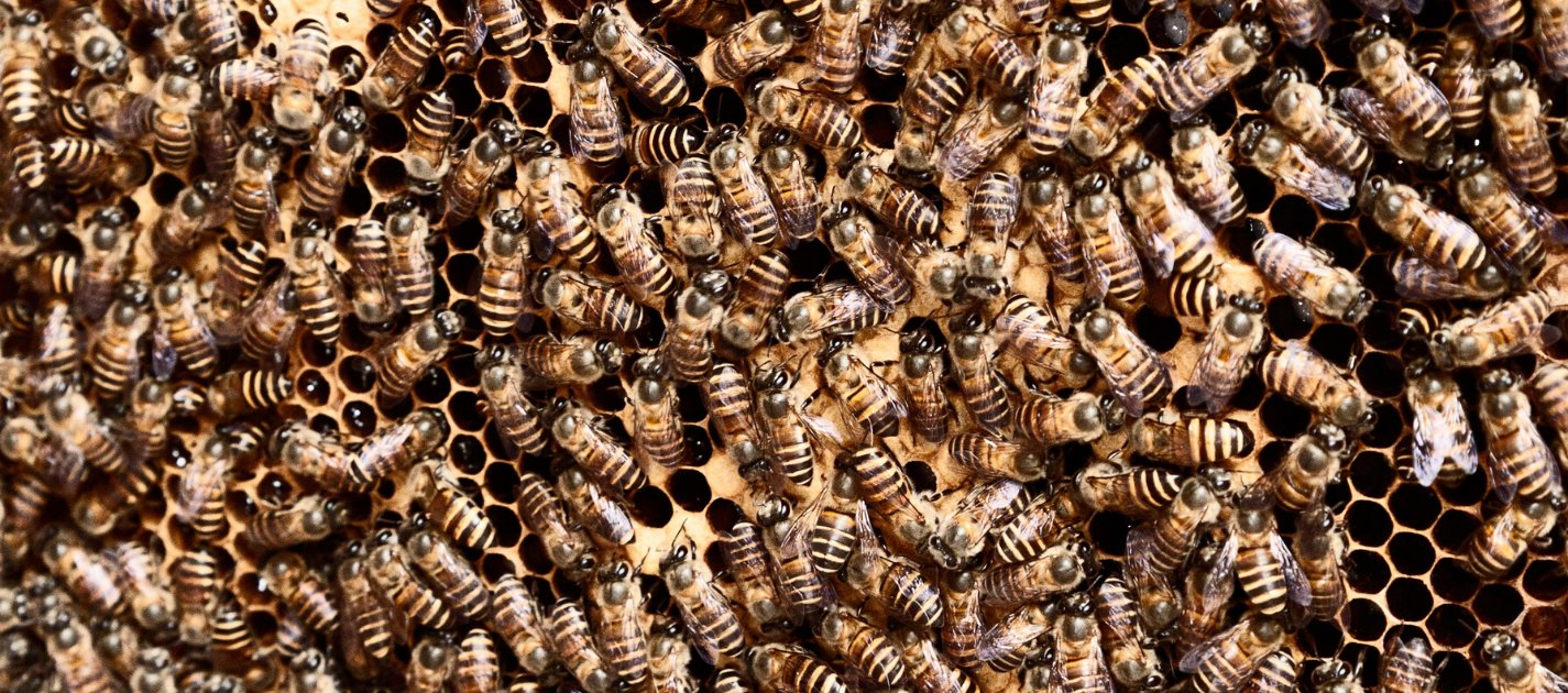 ziobrando's tweet card. Alberto Brandolini aka ziobrando answers questions such as "what is the right granularity of microservices?" or "are Microservices and Bounded Contexts the same thing?".