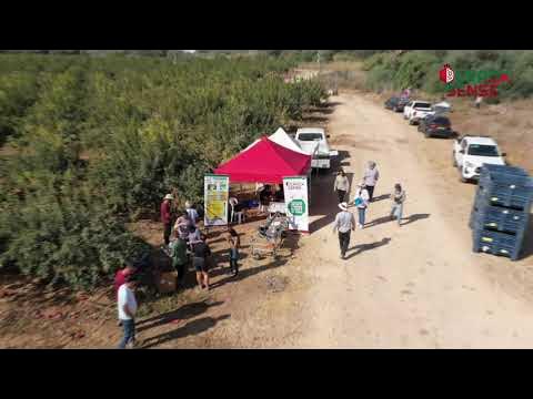 CrackSenseHE's tweet card. CrackSense Pomegranate Open Day 2025 | Smart Solutions Against Fruit...