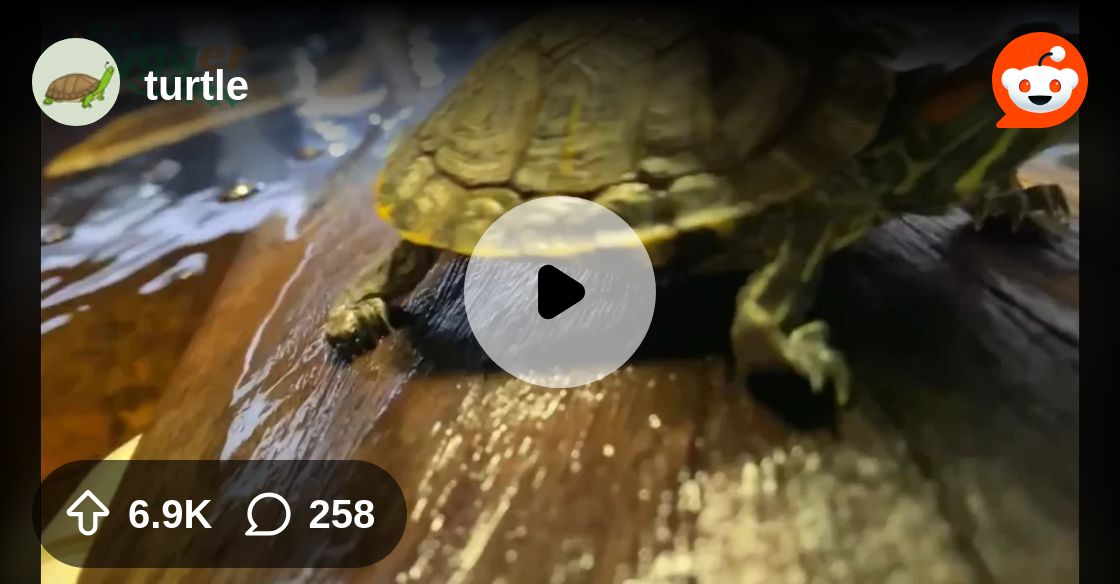 EricBaileyBlog's tweet card. Explore this post and more from the turtle community