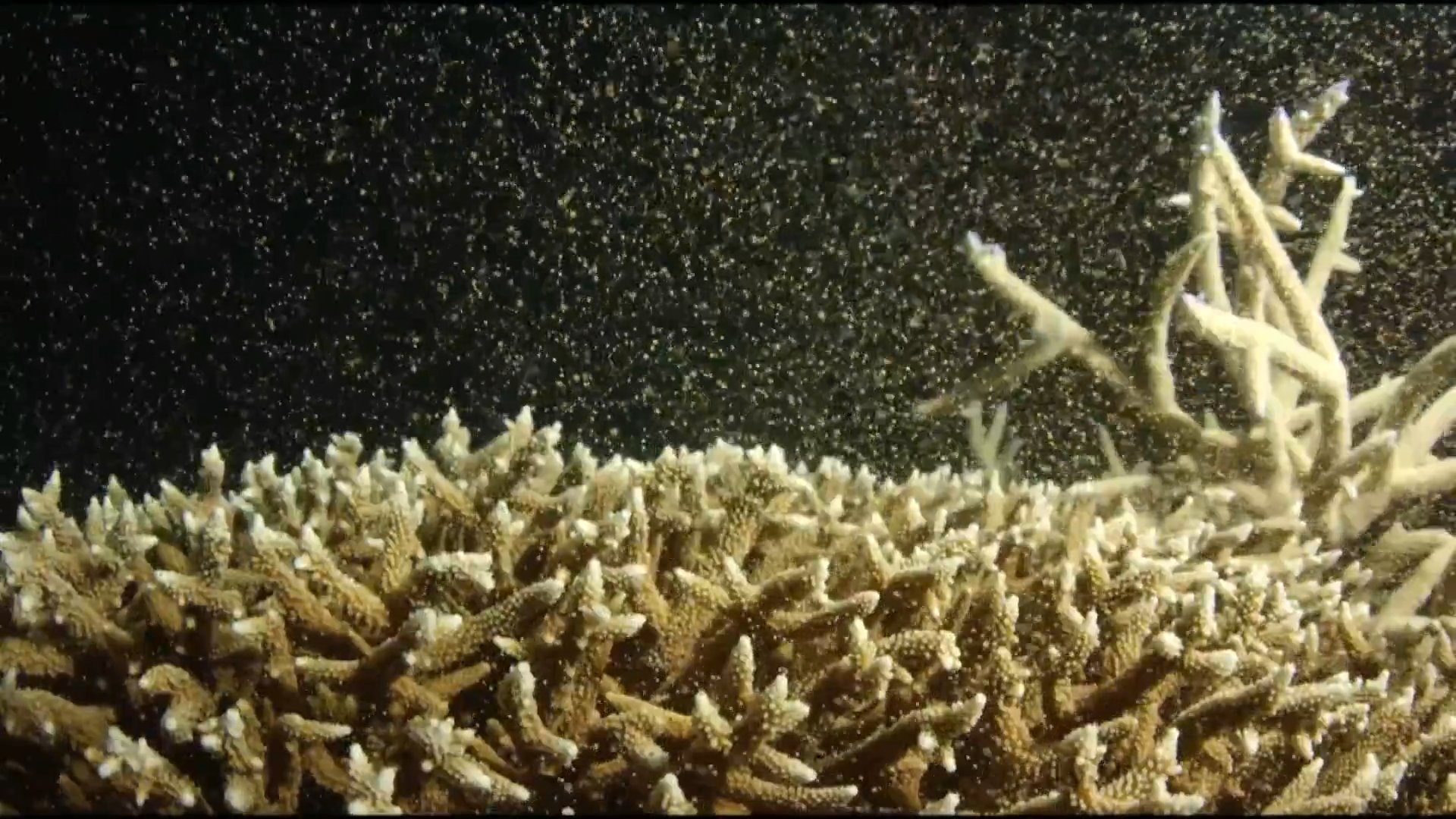 SCU_Australia's tweet card. Recurring bleaching as sea temperatures climb higher means Australia's Great Barrier Reef ecosystem risks being lost forever. 