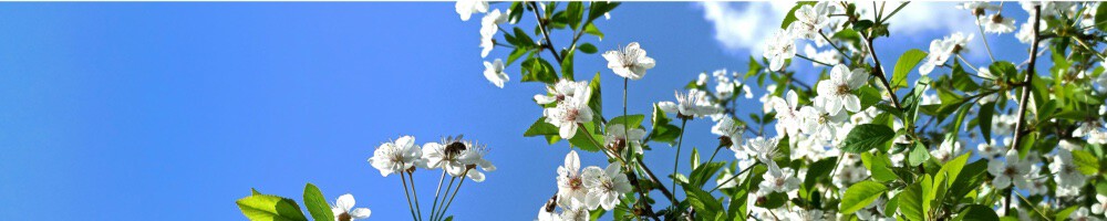 simonpcouch's tweet card. We are conducting our third tidymodels priorities survey. Please give us your feedback!