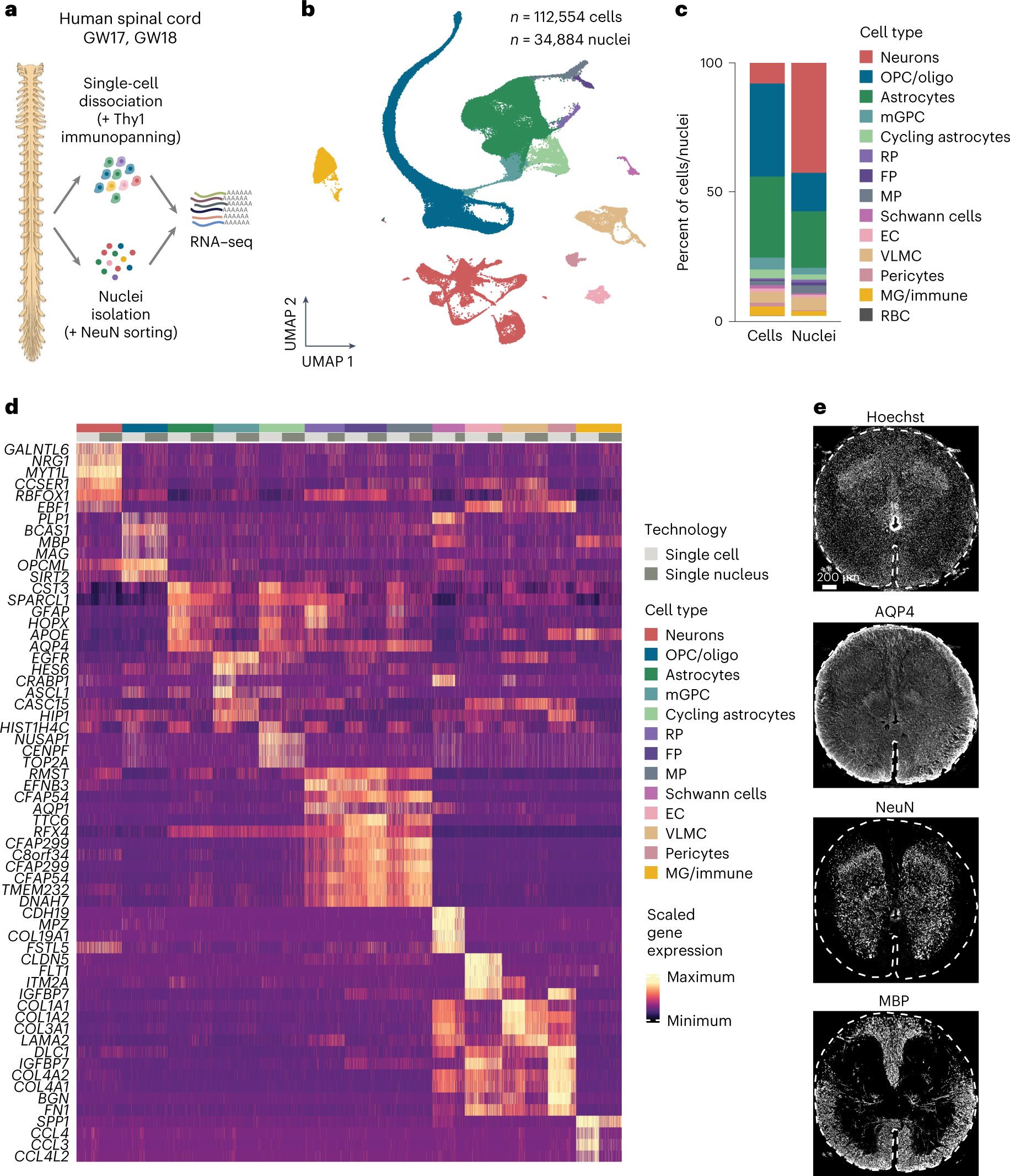 Sergiu_P_Pasca's tweet card. Nature Neuroscience - Andersen, Thom and colleagues reveal the single-cell-resolution transcriptome of the midgestation human spinal cord and discover remarkable heterogeneity across and within...