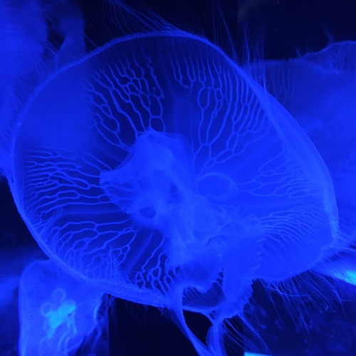 yvessaintmodern's tweet card. 20190928 Live Set at Koenji