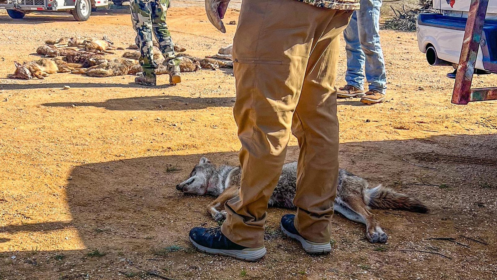 FORESTSFOREVER's tweet card. Millions of dollars have been doled out in predator shooting competitions in which hundreds of animals could be shot