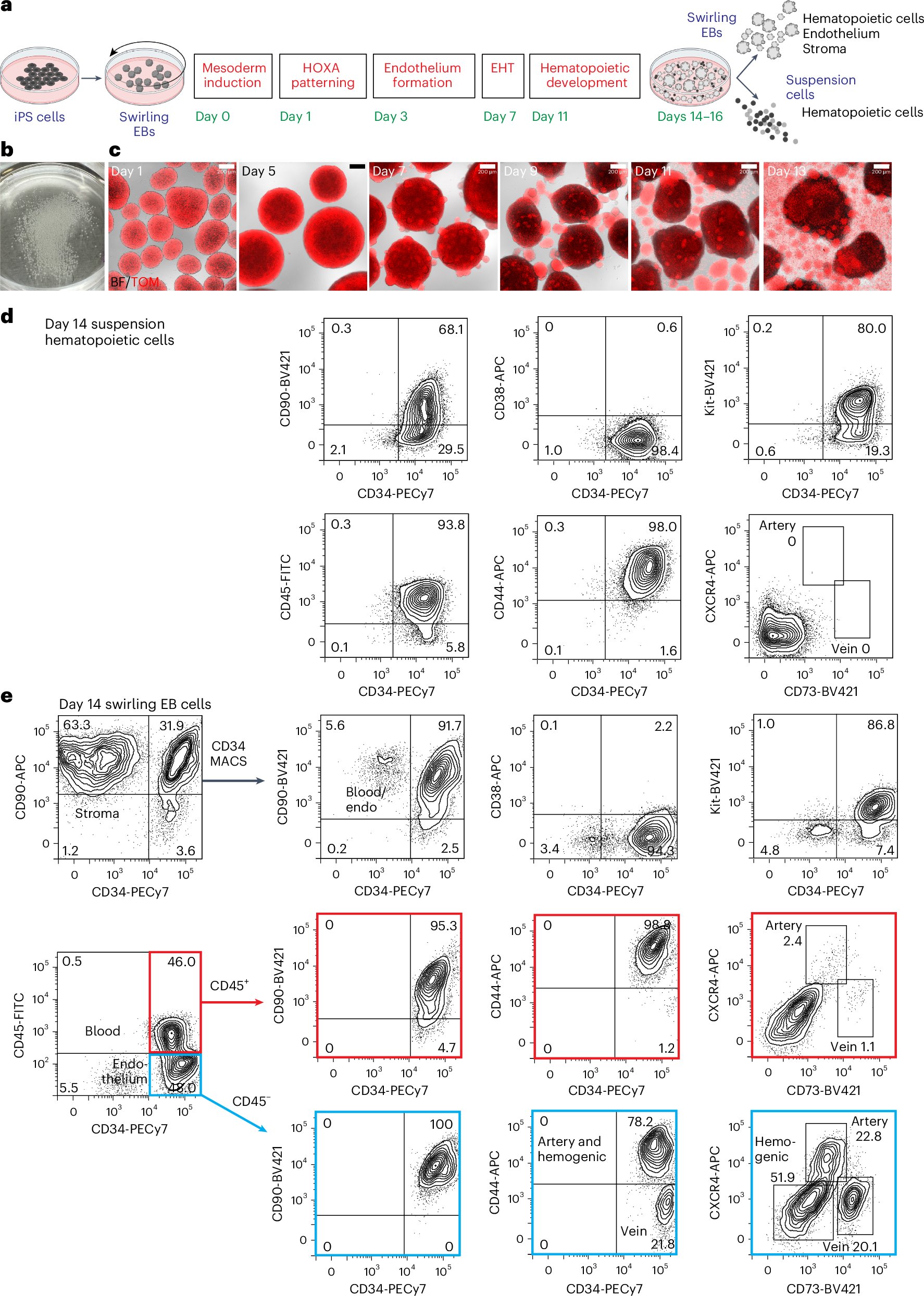weldeiry's tweet card. Nature Biotechnology - Human hematopoietic cells derived from pluripotent cells repopulate multiple blood lineages in mice.
